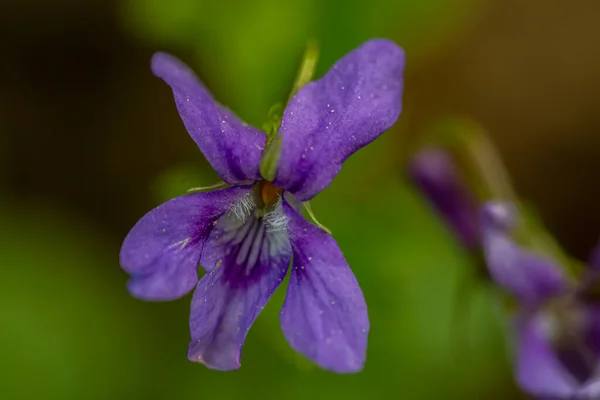 Viola Reichenbachiana Flor Floresta — Fotografia de Stock