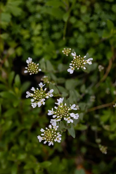 Meadow Yetişen Noccaea Montana Yakınlaş — Stok fotoğraf