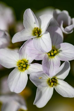 Çayırda büyüyen Cardamine Pratensis, yakın plan.