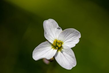 Çayırda büyüyen Cardamine pratensis