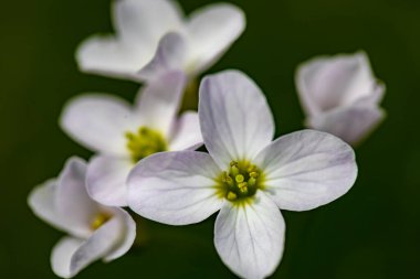 Çayırda Cardamine pratensis