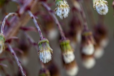 Çayırdaki Petasitler paradoksu çiçeği, yakın plan