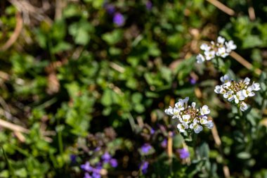 Meadow 'daki Noccaea Montana, yakın çekim.