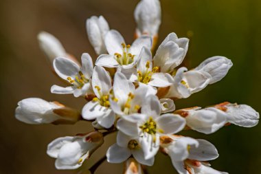 Çayırda yetişen Noccaea Montana, makro