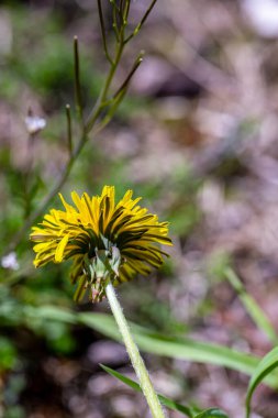 Meadow 'daki Taraxacum Memurları, kapatın.