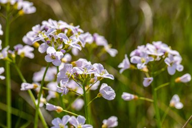 Çayırda Cardamine pratensis