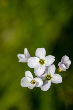 Çayırda Cardamine Pratensis, yakın plan.