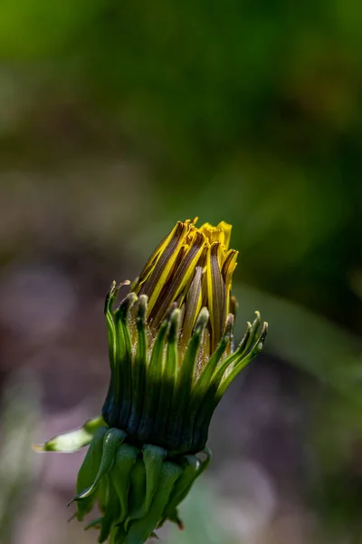 Taraxacum Officinale Nel Prato — Foto Stock