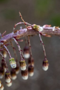 Petasitler çayırda büyüyen paradokslar, yakın plan