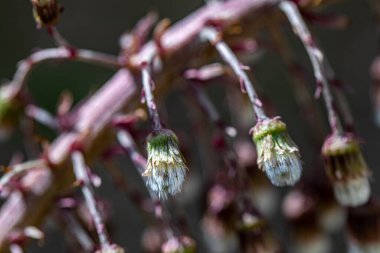 Petasitler çayırda büyüyen paradokslar, yakın çekim