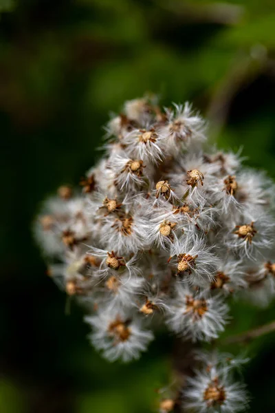 Petasites Paradoxus Flower Meadow — Stock Photo, Image