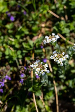 Çayırda yetişen Noccaea Montana, makro