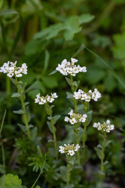 Meadow 'daki Noccaea Montana, yaklaş.
