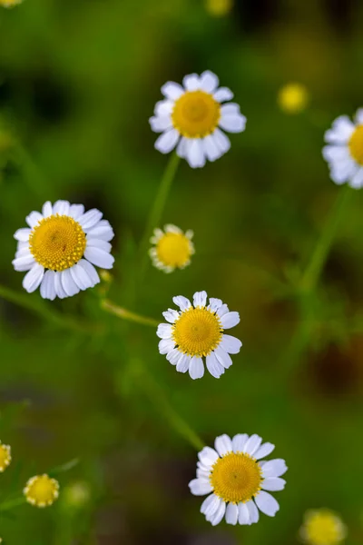 Matricaria Camomilla Dans Prairie — Photo