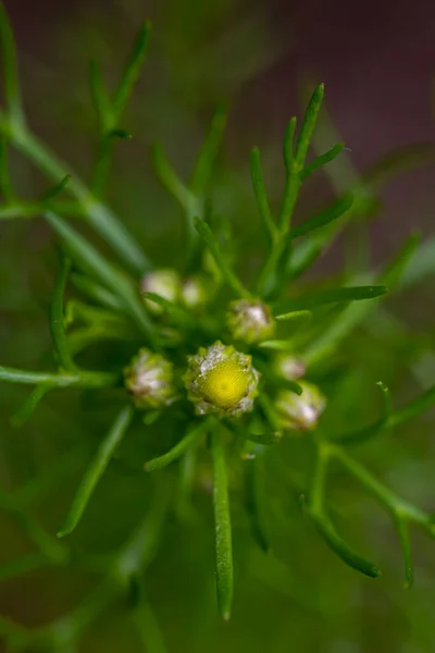 Matricaria Chamomilla Growing Meadow — Foto de Stock