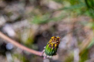 Meadow 'da Taraxacum officinale, makro