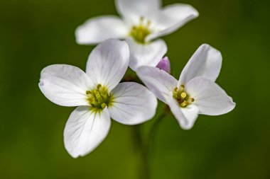 Çayırda büyüyen Cardamine pratensis, yakın çekim