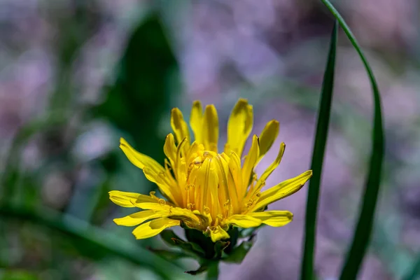 Taraxacum Officinale Στο Λιβάδι — Φωτογραφία Αρχείου