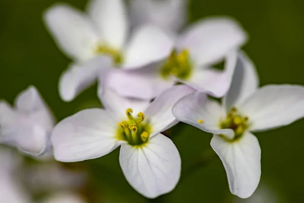 Cardamine Pratensis Prado Cerca —  Fotos de Stock