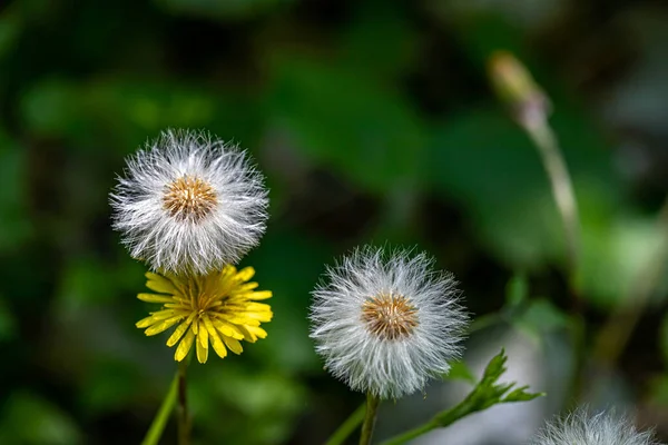 Meadow Daki Taraxacum Memurları Kapatın — Stok fotoğraf