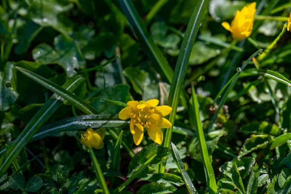Ficaria Verna Flower Meadow — Stockfoto