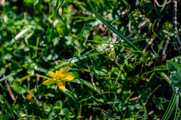 Ficaria Verna Flower Growing Meadow — Stockfoto