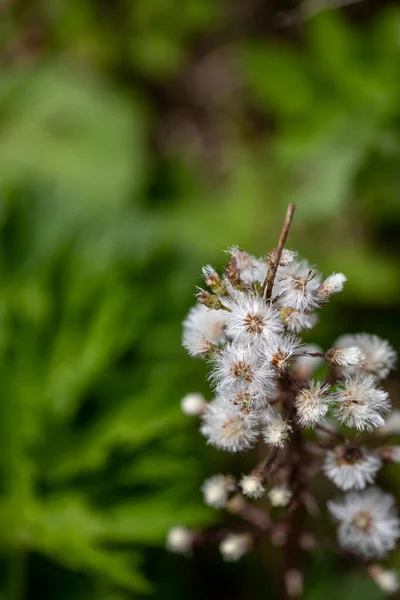 草原で育つ花びら逆説的な花 — ストック写真