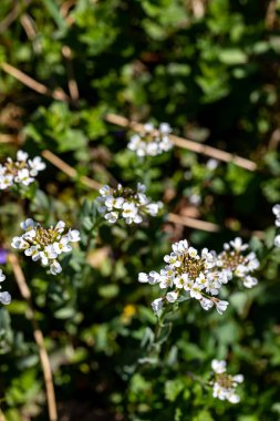 Meadow 'da yetişen Noccaea Montana, yakın çekim