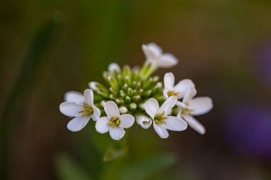 Meadow 'daki Noccaea Montana, yakın çekim.