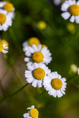 Çayırda yetişen Matricaria Chamomilla, yakınlaş.