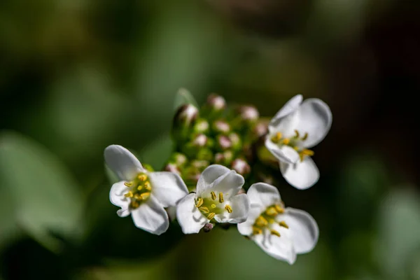 Noccaea Montana Meadow Macro — Stok fotoğraf