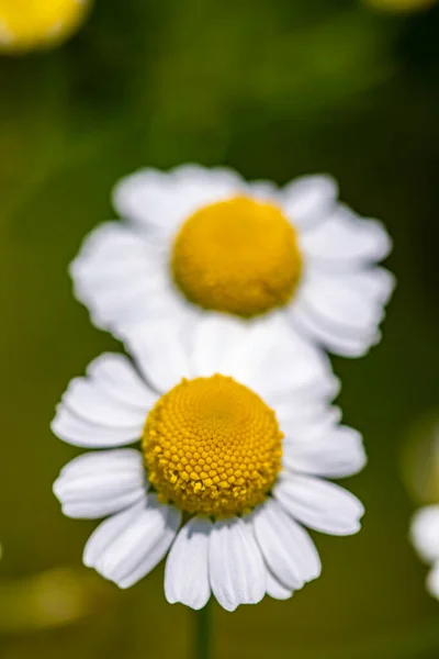 Matricaria Camomilla Dans Prairie — Photo