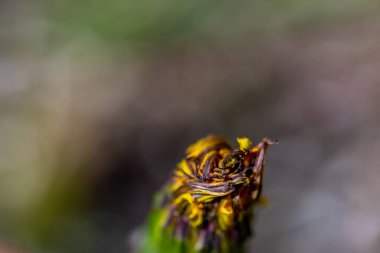 Meadow 'daki Taraxacum Memurları, kapatın.
