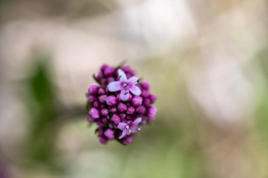 Çayırda yetişen Valeriana dioica, yakın çekim