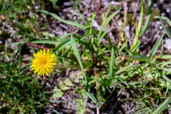 Taraxacum Officinale Termőföld Közelről — Stock Fotó