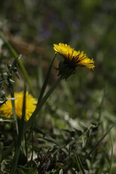 Taraxacum Officinale Meadow Close Shoot — Stock Photo, Image