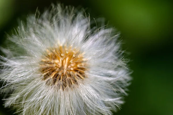 Taraxacum Officinale Gress Macro — 스톡 사진