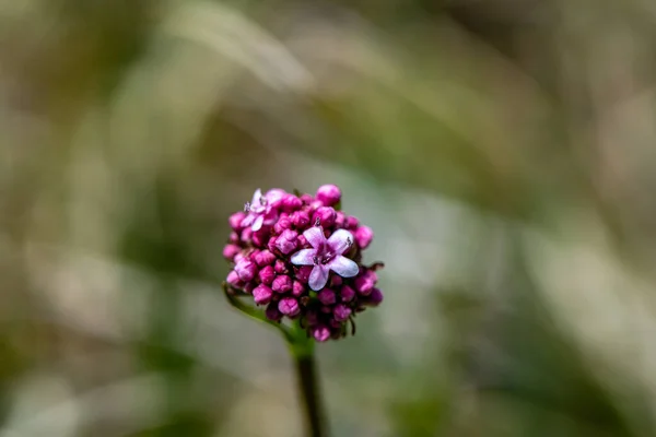 Valeriana Dioica Growing Meadow Close — Stock Photo, Image