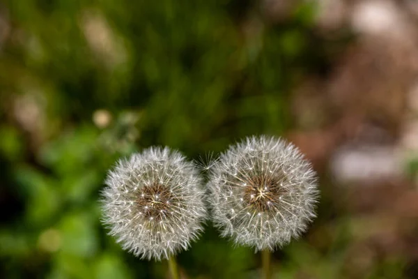 Taraxacum Officinale Het Weiland — Stockfoto