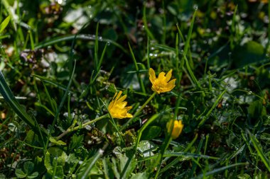 Çayırda yetişen Ficaria verna çiçeği, yakın plan