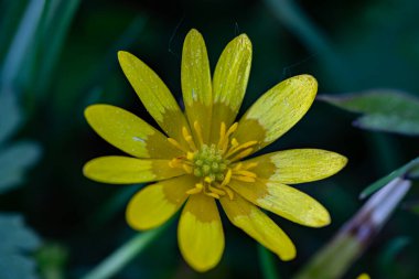 Çayırda yetişen Ficaria verna çiçeği, yakın çekim