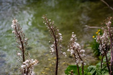 Çayırdaki Petasitler paradoksu çiçeği, yakın plan