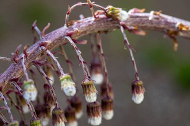 Çayırdaki Petasitler paradoksu çiçeği, yakın çekim