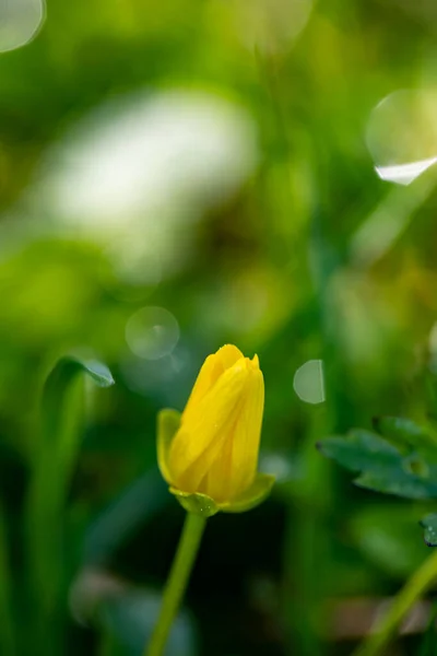 Çayırda Büyüyen Ficaria Verna Çiçeği Makro — Stok fotoğraf