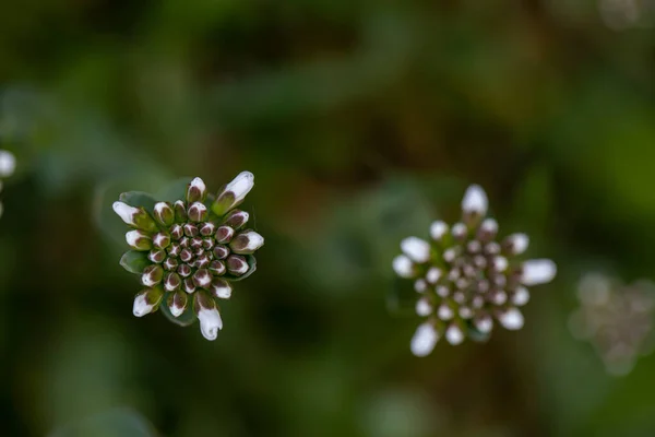 Çayırda Yetişen Noccaea Montana Makro — Stok fotoğraf