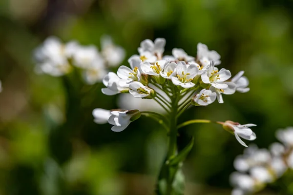 Noccaea Montana Wächst Auf Der Wiese Aus Nächster Nähe — Stockfoto