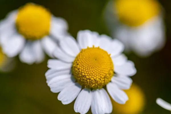 Matricaria Camomilla Dans Prairie Gros Plan Shoot — Photo