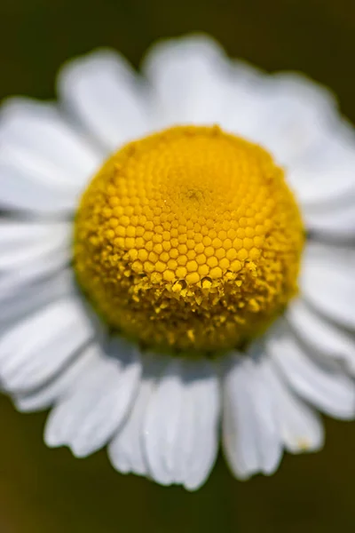 Matricaria Chamomilla Rostoucí Louce Zblízka Střílet — Stock fotografie