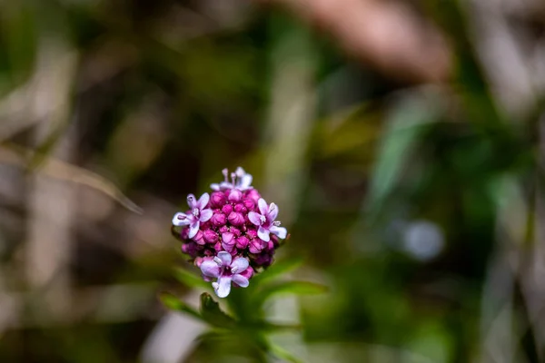 Valeriana Dioica Termő Réten Közelről — Stock Fotó