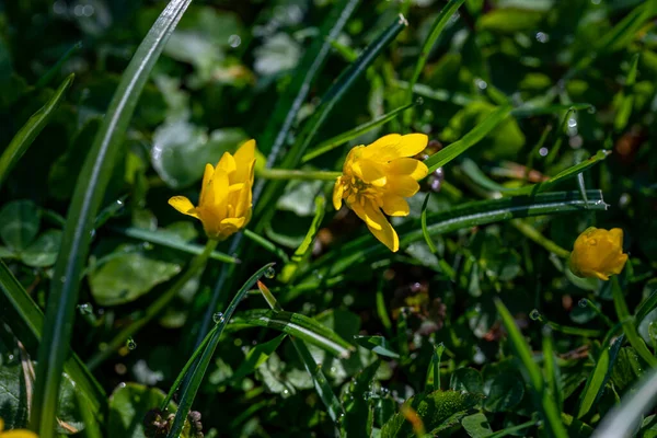 Ficaria Verna Flower Growing Meadow — Stock Photo, Image